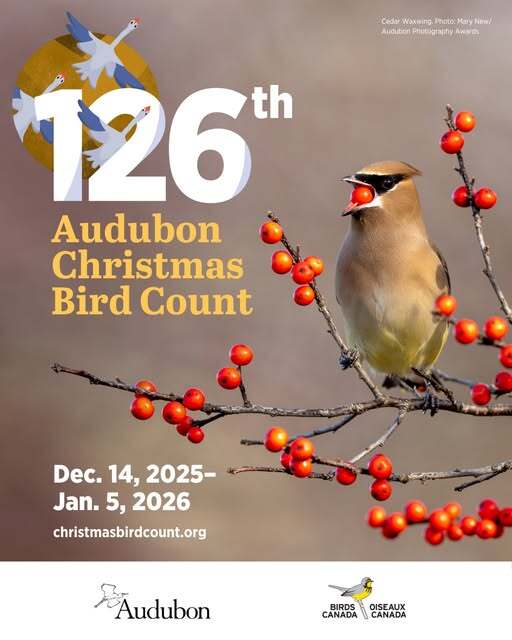 Cedar Waxwing eating red berries on a branch